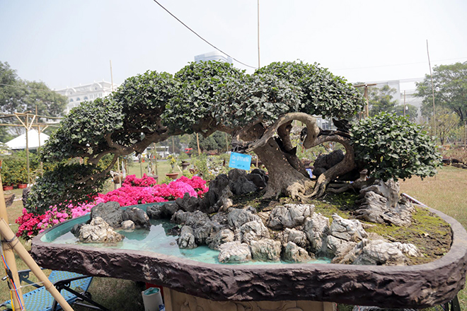 Cũng tại hội hoa xuân Phú Mỹ Hưng, nhiều bonsai “độc” cũng được trưng bày khiến nhiều người đến xem không khỏi trầm trồ khen ngợi.