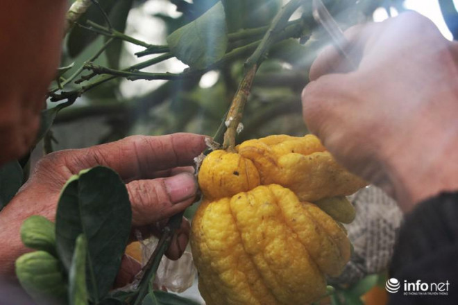 Công đoạn chăm sóc cũng không kém phần cầu kỳ, kể từ khi đặt cây vào chậu trồng thì cứ 1 tháng 1 lần phải nghiền gỗ tương, trộn với phân lân rải trên bề mặt gốc cây, đều đặn trong năm và tưới nước đều cho cây. &nbsp;