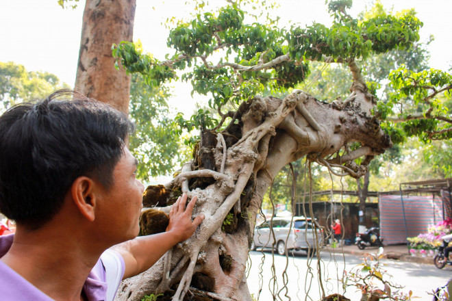 Ngoài chậu trắc dây trên, anh Tuấn đang trưng bày một chậu “sanh ôm đá” khoảng&nbsp;60 năm tuổi, rao bán 100 triệu đồng.