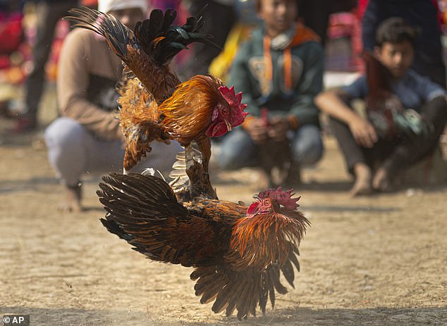 Một sới chọi gà ở Ấn Độ