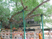 Du lịch - BODH GAYA, nơi muộn phiền bỏ lại