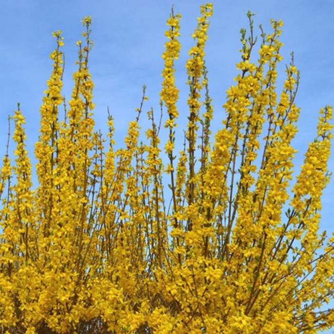 Tại các nước ở khu vực ôn đới,&nbsp;Forsythia là cây bụi được dùng&nbsp;để làm cảnh ở công viên, vườn.