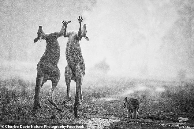 Bức ảnh của nhiếp ảnh gia Úc đang được chia sẻ rộng rãi nhưng lại khiến hàng triệu người hiểu sai