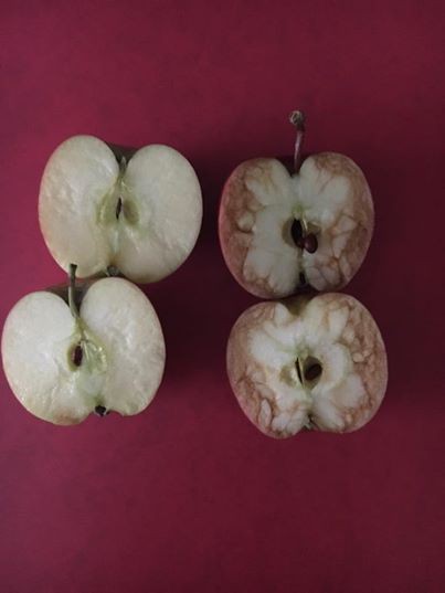 Hai quả táo sau khi được bổ làm đôi để phục vụ cho bài giảng đặc biệt.