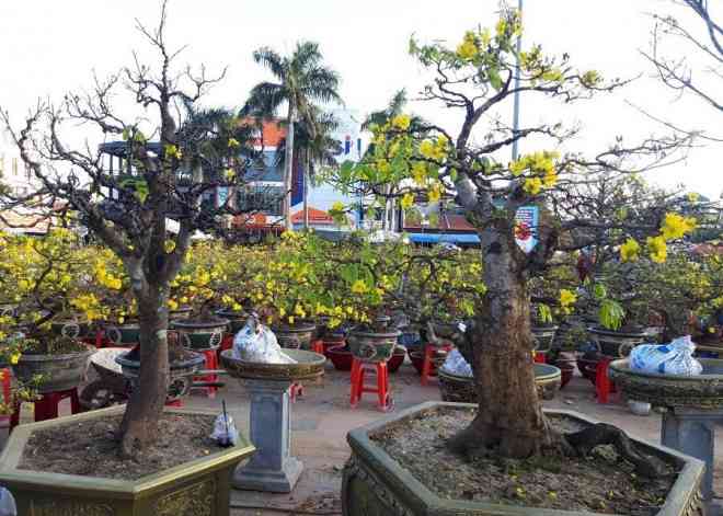 "Đại lão mai" lần đầu tiên góp mặt nổi bật tại chợ hoa Xuân tỉnh Quảng Trị