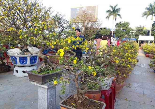 Còn chậu mai đầu tiên bên phải giá 20 triệu