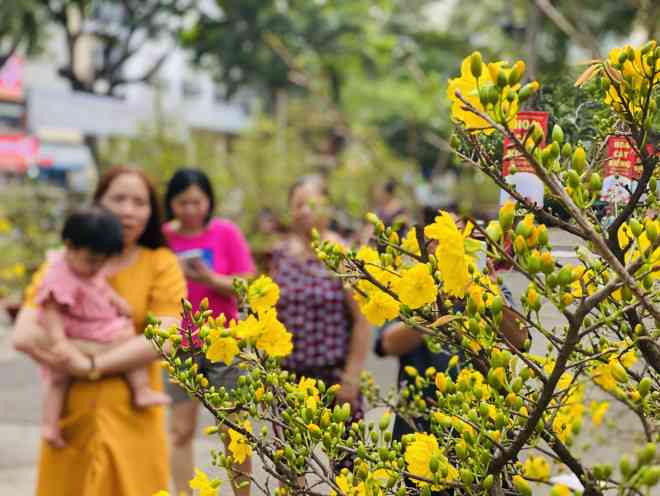 ...khiến nhiều nhà vườn đâm ra lo lắng sợ bị ế, giá giảm đi nhiều.