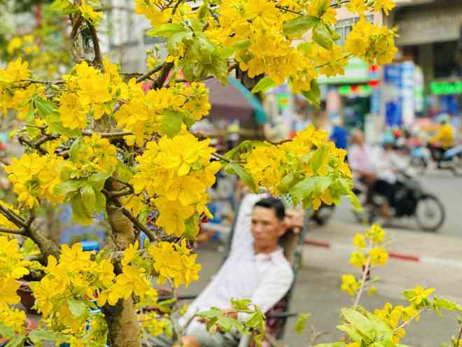 Cây mai bung nụ nở vàng rực một góc, chủ vườn đến từ Bến Tre chỉ biết ngồi thở dài. Dự báo cây mai này khó bán được mà phải mang về vườn để sang năm bán lại.