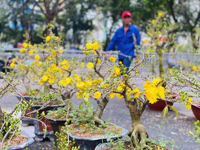 Mỗi gốc mai loại nhỏ này có giá từ 500 nghìn đồng đến vài triệu đồng.&nbsp;&nbsp;