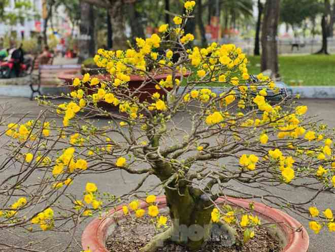 Mai bung nụ nở sớm, nhiều nhà vườn &#34;méo mặt&#34; sợ ế - 12