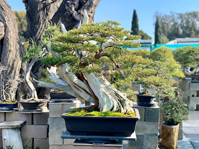 Chỉ cần ngắm những cây bonsai giá trị trong khu vườn của nhà Bằng Kiều đủ thấy khối tài sản của anh ra sao.
