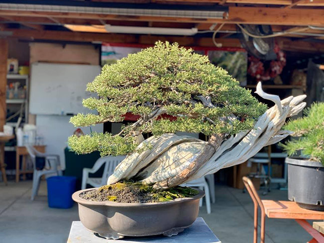 Sở thích chăm cây cảnh khiến anh sưu tầm nhiều loại cây bonsai có thế lạ.