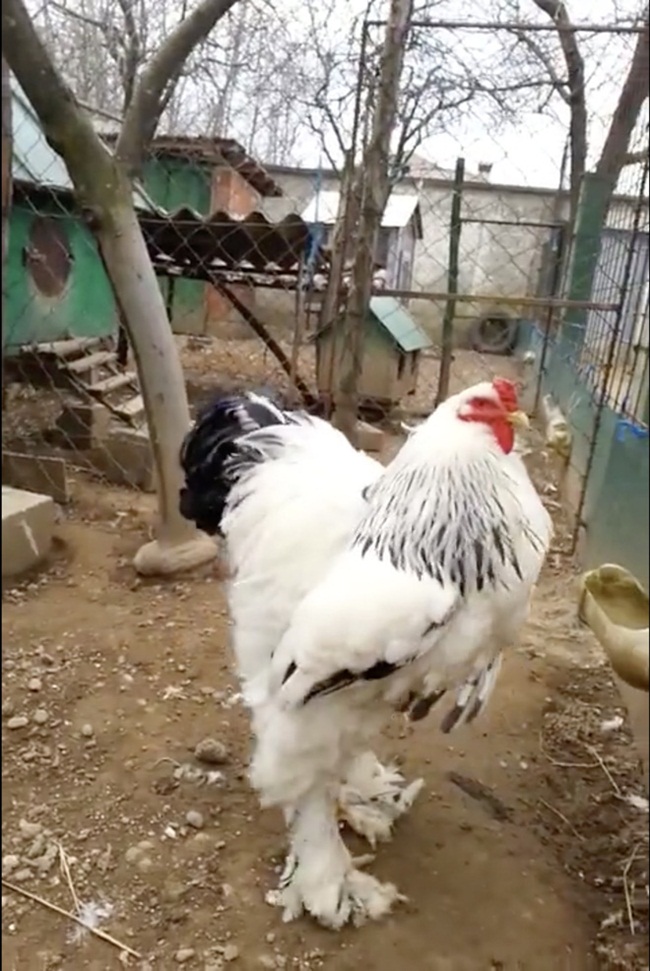 Với giống gà này, con trống trung bình nặng khoảng 4,5kg và gà mái khoảng 3,6kg.
