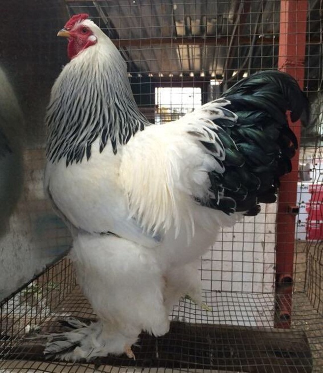 Trong đó, cặp chân lớn của giống gà này chứa dinh dưỡng cao và trọng lượng cơ thể có thể đạt đến 18kg.