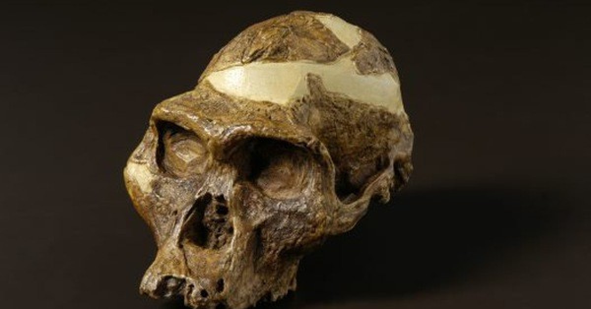 Hộp sọ austrolopiths - ảnh: BẢO TÀNG AUSTRALIA