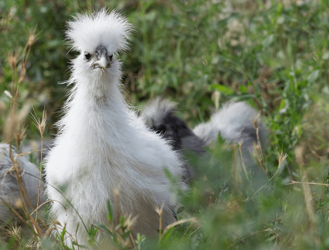 Đây là giống gà đẻ ít trứng. Một con gà silkie đẻ 120 quả/năm, tức khoảng 3 quả/tuần là nhiều.&nbsp;Silkie là giống gà hiền lành, dễ nuôi.&nbsp;