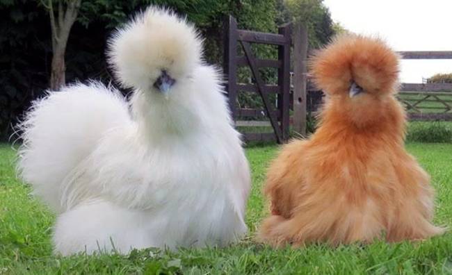 Loài gà này có mỏ ngắn với màu xám hoặc xanh, mắt màu đen.