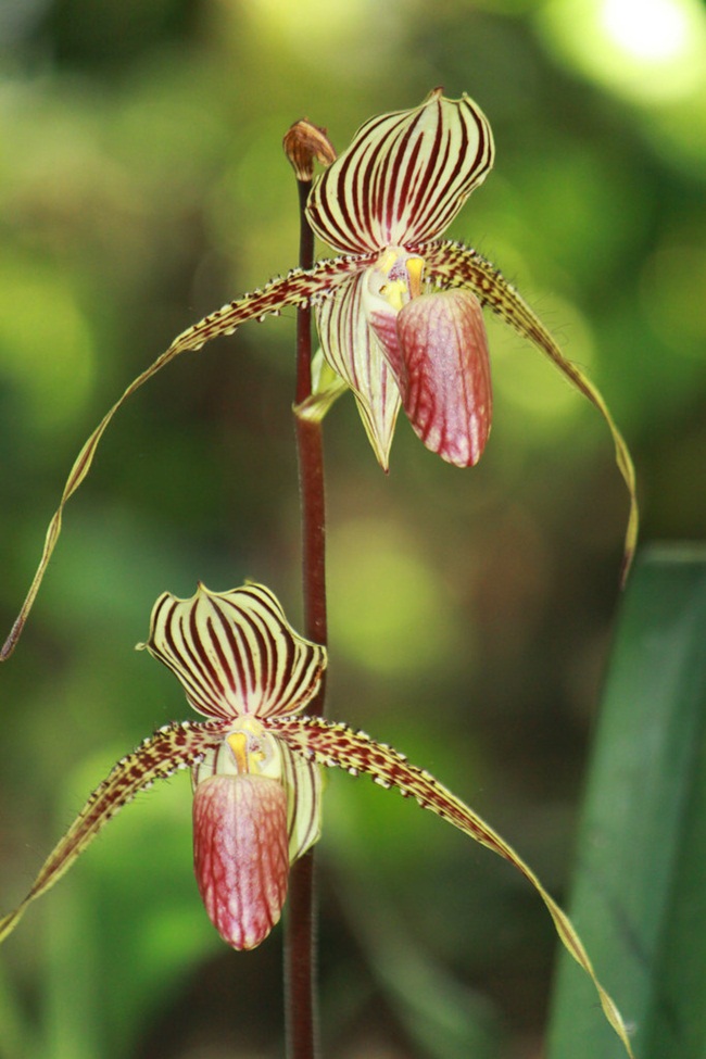 Ở Đông Nam Á, có loại hoa lan Rothschild &#40;tên khoa học: Paphiopedilum rothschildianum&#41; là một trong những loại hoa lan lạ và đắt nhất thế giới.