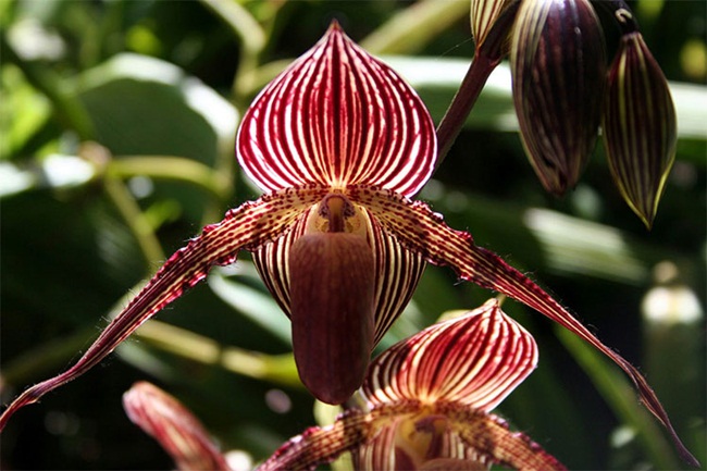 Loại lan này chỉ có ở vườn quốc gia Kinabalu ở Malaysia, không tìm được bất cứ nơi nào khác.