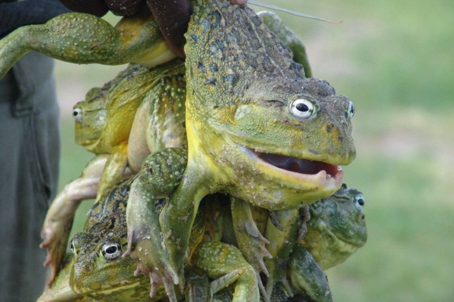 Bullfrog là một loài ếch nổi tiếng ở Namibia. Tuy nhiên, việc ăn chúng không hề đơn giản, chỉ một sai sót nhỏ có thể tử vong.