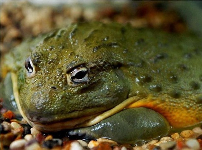 Thời điểm sau cơn mưa thứ ba trong mùa mưa hoặc sau khi ếch bắt đầu kêu hút bạn tình và bắt đầu giao phối thì không gặp nguy hiểm. 