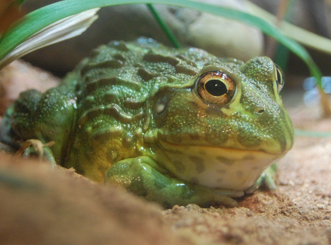 Những con ếch non chưa giao phối có thể gây ngộ độc.