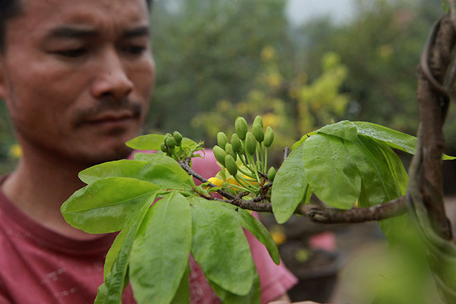 "Gần giữa năm mình phải bắt đầu để ý đến cây, xem mầm non, lá, nụ phát triển như thế nào. Chăm sóc quá cũng không tốt, gần Tết nếu không để ý hoa có thể nở sớm hoặc muộn", anh Khải cho hay.