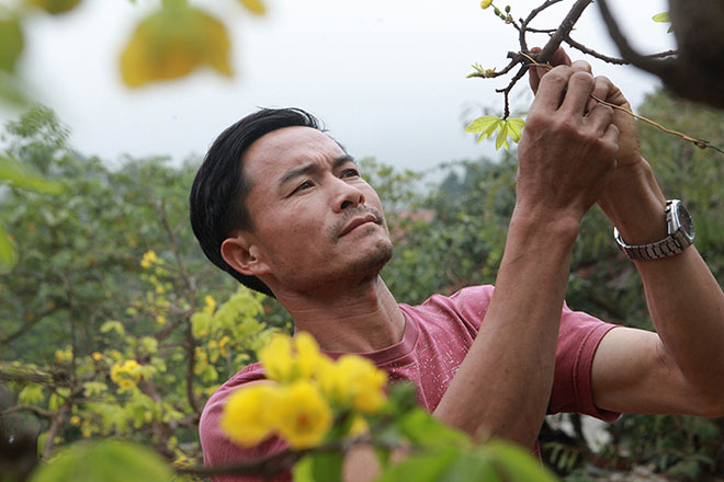 Anh Khải cho biết: "Những thế hệ trước nói giống mai vàng Yên Tử không thể nở đúng dịp Tết Nguyên đán mà thường nở vào tháng 2 , tháng 3. Tuy nhiên, sau một thời gian nghiên cứu, tôi đã thành công trong việc cho mai nở đúng dịp Tết".