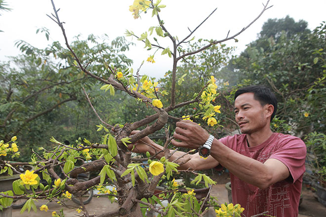 Hoa mai vàng miền Nam cắt cành thì cây sẽ ra mầm non và có nụ ngay còn mai vàng Yên Tử, nếu cắt cành phải 2 năm sau mới có nụ.