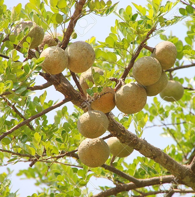 Chúng là loại quả phổ biến ở khu vực Nam Á đặc biệt là Ấn Độ và Srilanka, được bày bán như cam ngoài đường.