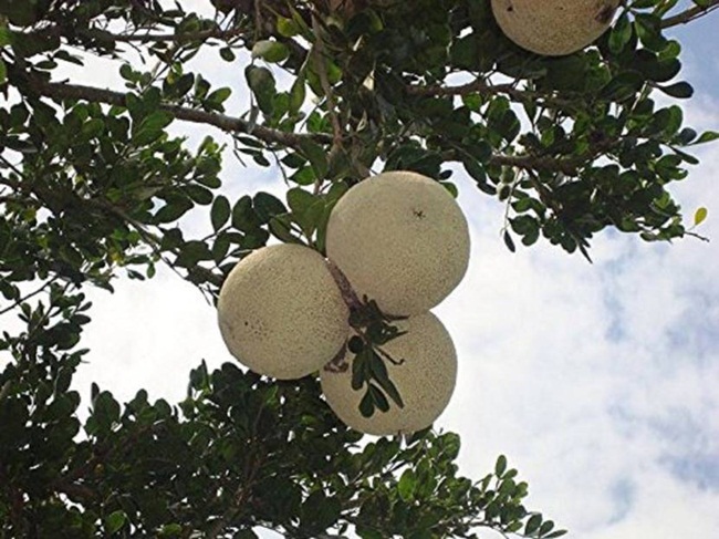 Cây được trồng với mục đích để lấy bóng mát nhưng sau đó nhận thấy trái quách có thể ăn ngon nên người dân nhiều nước đã lấy quả này về dùng.