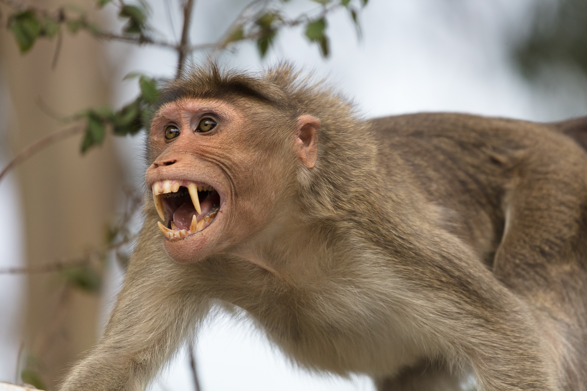 Một con khỉ tấn công hơn 50 người ở thành phố Jaipur, Ấn Độ khiến giới chức địa phương phải nhờ tới đội đặc nhiệm can thiệp (ảnh minh họa)