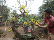 Tin tức trong ngày - Mai vàng cổ thụ bonsai Yên Tử giá hàng trăm triệu chơi Tết ở Hà Nội