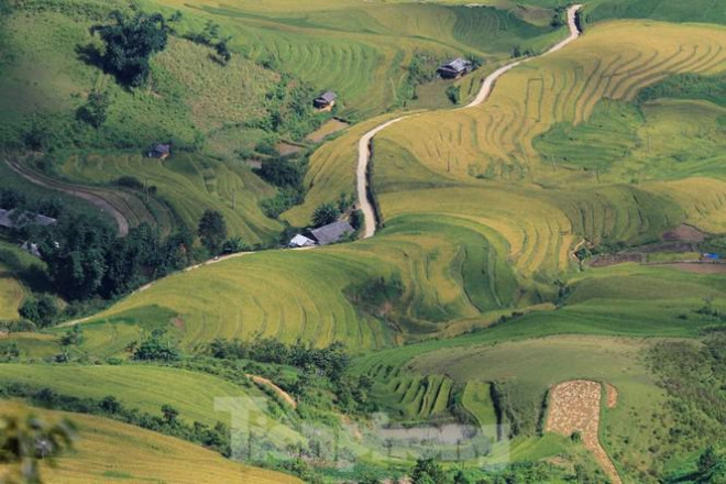 Một phần cánh đồng Cao Phạ nhìn từ đỉnh đèo Khau Phạ mùa lúa chín. Ảnh: Trường Phong