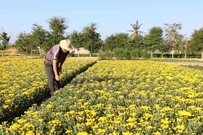 Anh Thông cho biết: “Để có được những cánh hoa cúc bung nở vàng tươi, nông dân địa phương mất từ 3 tháng trồng và chăm sóc.