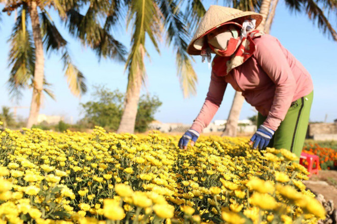 Đối với hoa cúc tai chuột và hoa vạn thọ Nhật thì gia đình sẽ trồng vào chậu và bán cho thương lái với giá 20.000/chậu”.