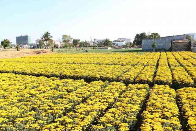 Những cánh hoa nở vàng tươi, nhuộm vàng cả một góc trời tại Ninh Thuận.