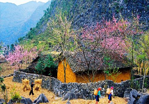 Sắc xuân ngập tràn trên cao nguyên Hà Giang.