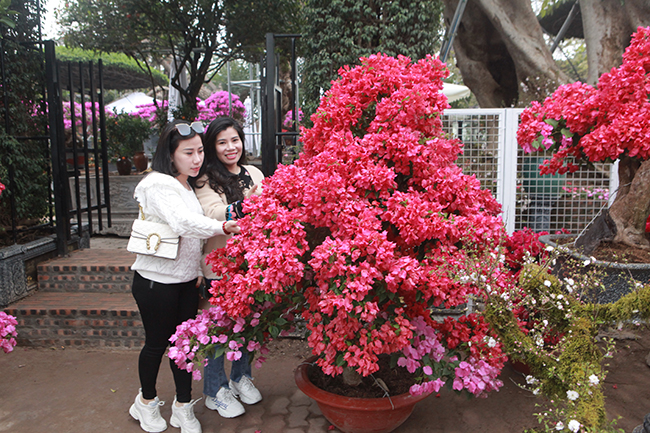 Anh Nguyễn Hoàng, chủ nhân của những cây hoa giấy mới nhập về cho biết, năm nay nhà vườn nhập gần 300 cây từ Tây Ninh, đủ loại để phục vụ người dân chơi Tết.