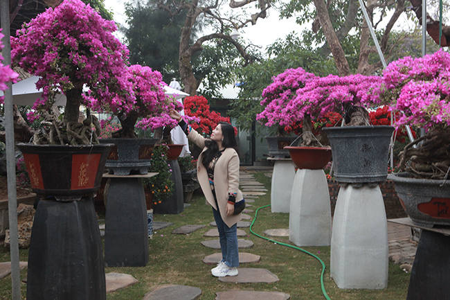 Theo anh Hoàng, đây là giống hoa giấy từ Thái Lan, sau đó được nhân giống, cải tạo cho phù hợp với khí hậu Việt Nam, cây mang nét đẹp giản dị nhưng đầy lôi cuốn.