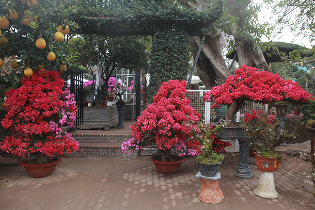 Những cây hoa giấy màu hồng đặc trưng đan xen trắng rất bắt mắt xuất hiện tại chợ hoa Tết (Long Biên, Hà Nội) khiến người dân thích thú.