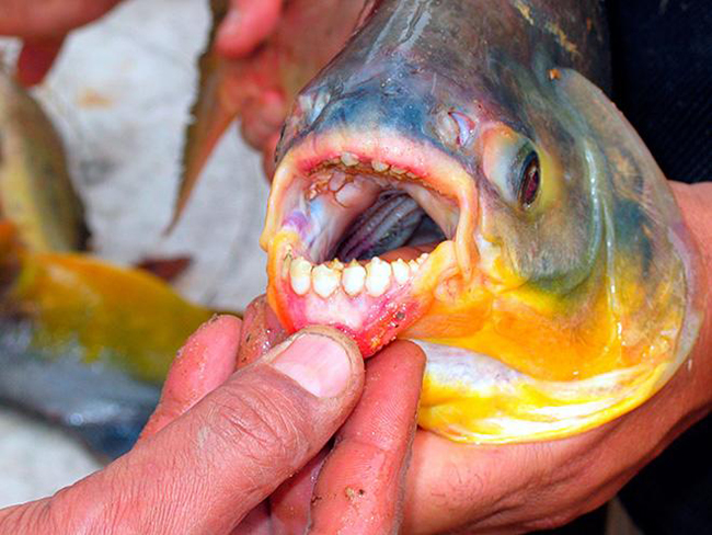 Cá Pacu được cho là có hương vị ngọt nhẹ, tương tự như cá rô phi và cá hồi.