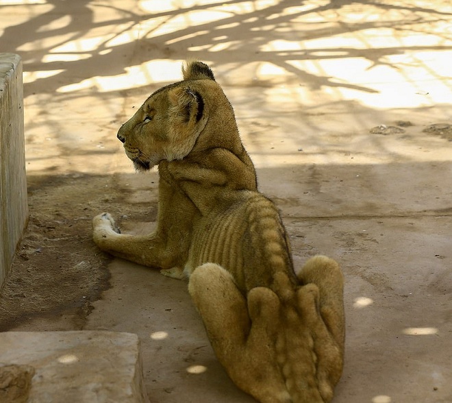 Sư tử gầy trơ xương ở vườn thú Sudan.
