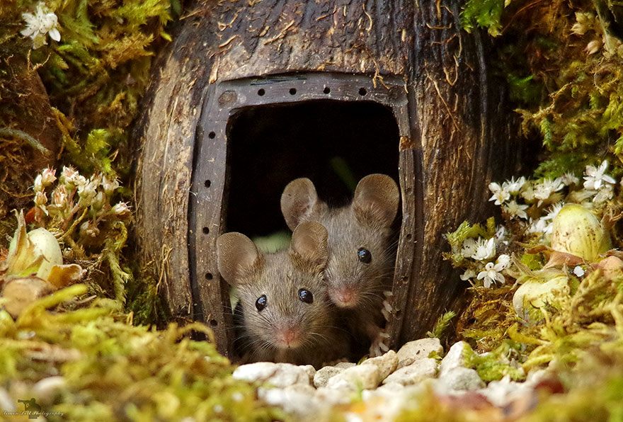 Chùm ảnh: Ngôi làng đẹp như cổ tích dành riêng cho những chú chuột - 1