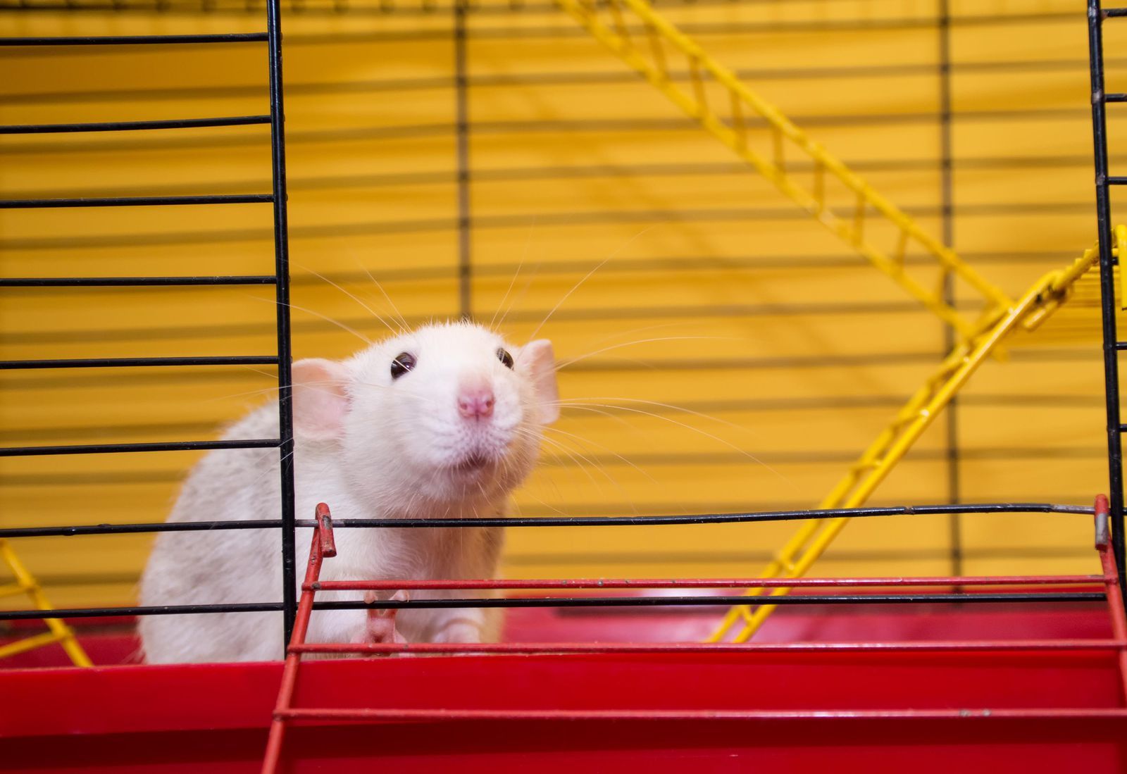 Chuột là loài động vật được sử dụng nhiều nhất trong các thí nghiệm (ảnh minh họa)