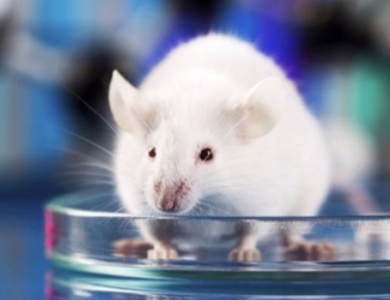 Đang có sự "mất cân bằng giới tính" trong số lượng chuột được đem thí nghiệm? (Ảnh minh họa)