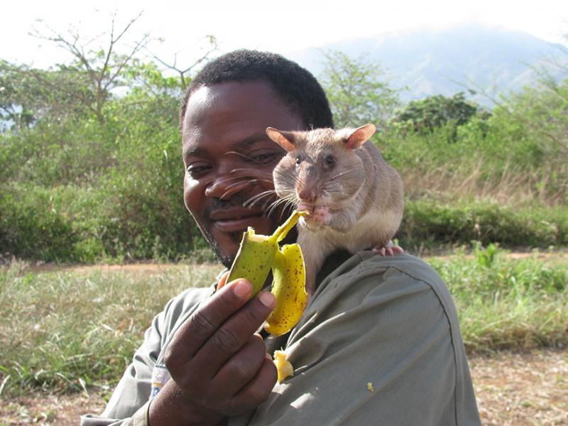 Một chú chuột "dò mìn"&nbsp; Gambian đang được cho ăn (Ảnh: NewsLinQ)&nbsp;