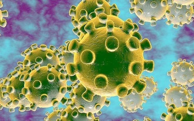 Một chủng virus thuộc họ Corona (ảnh minh họa).