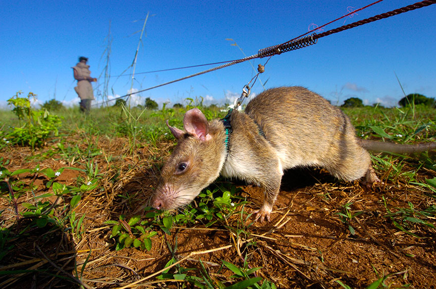 Những con chuột khổng lồ được trở thành "công cụ" dò mìn hiệu quả