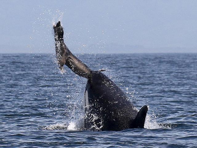 Xem kỹ năng phối hợp săn mồi đỉnh cao của cá voi sát thủ